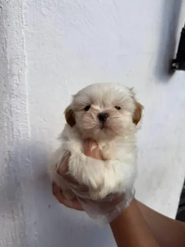Filhote Shih Tzu, Nada como ser recebido todos os dias com alegria e carinho!
