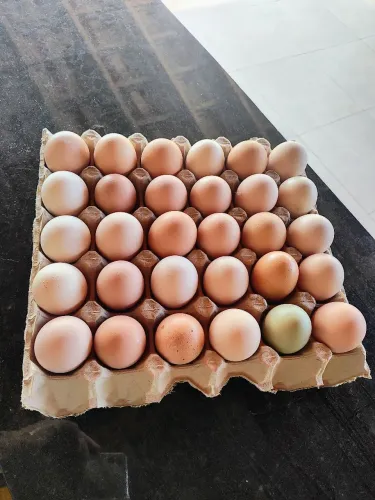 Ovos GSB GALINHA SERTANEJA BALÃO