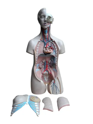 Boneco Anatômico