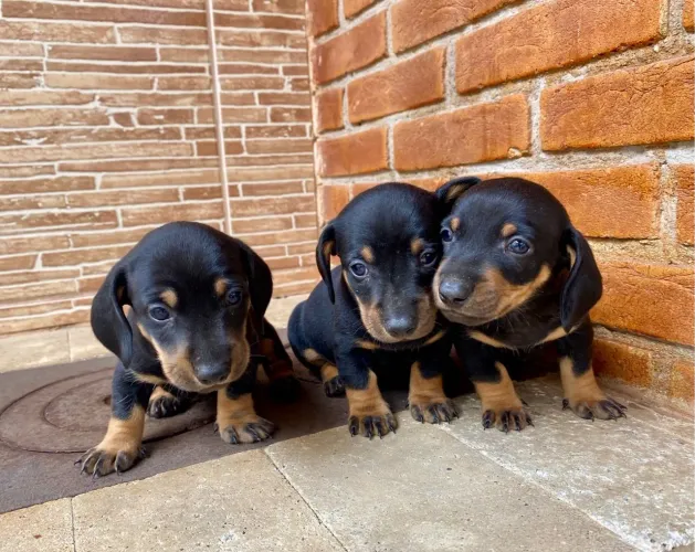 Dachshund (Teckel) - Lindos e Carinhosos!