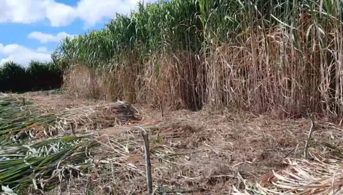 PLANTE BRS CAPIAÇU E NAO SE ARREPENDA QD O VERAO CHEGAR