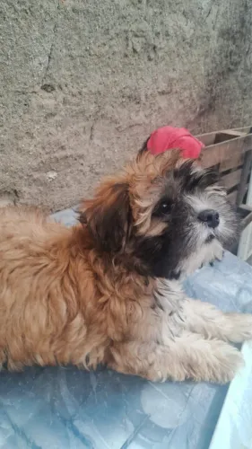 Cachorro