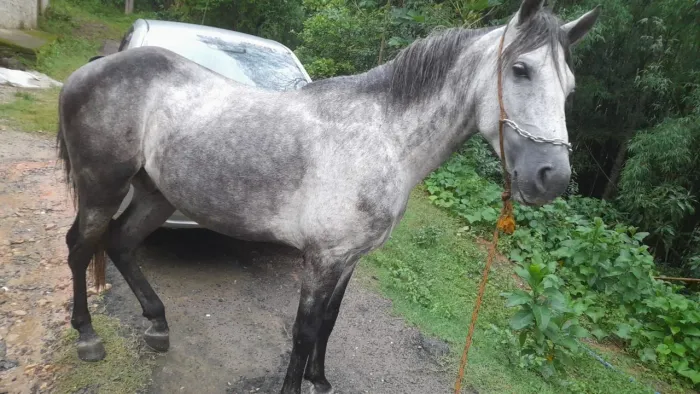Cavalo a venda
