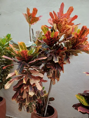 Croton