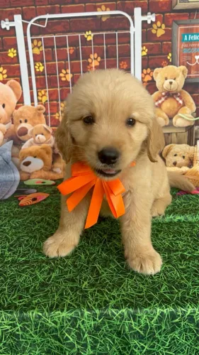 Golden retriever pronta para você lindos filhotes