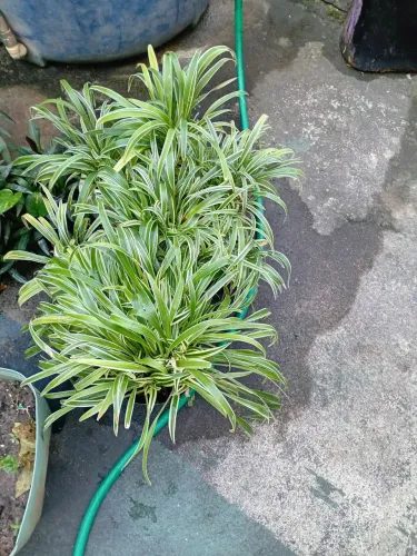 Plantas todas por 45