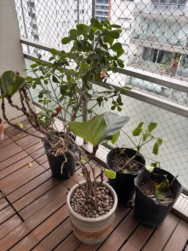 Vasos com plantas!