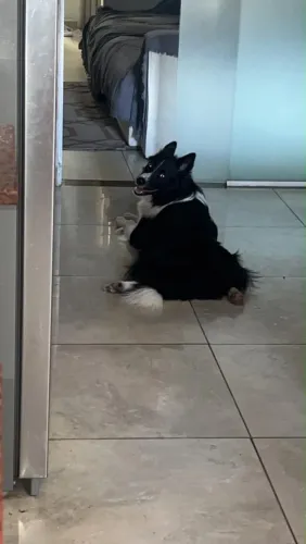 Cachorro Border Collie
