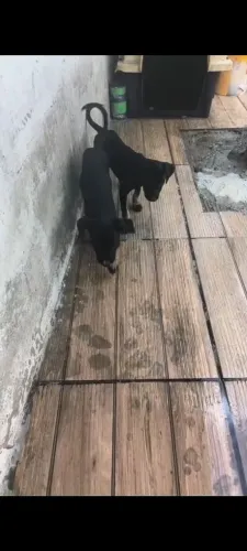 Filhotes de cachorro