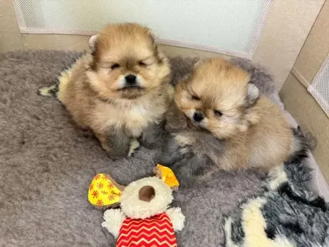 Cachorro filhote saudável e dócil Spitz Alemão/ Lulu da Pomerânia/ anão/ anãozinho