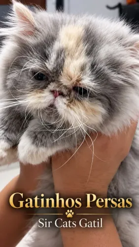 Gatinhos Pesa para Reserva