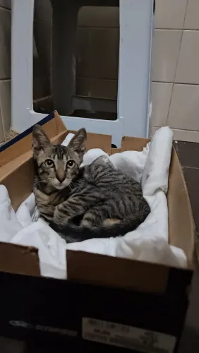 Gatinho Macho para adoção responsável URGENTE