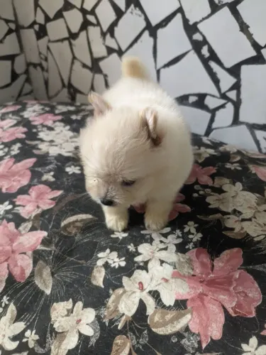 Lulu fêmea 