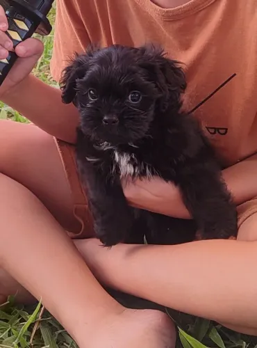 Shitzu macho Preto 