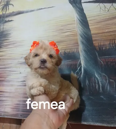 Poodle toy femea e macho valor individual