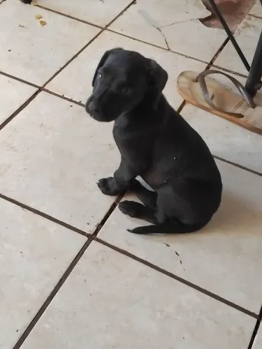 Doa se, filhote fêmea labrador mestiço 