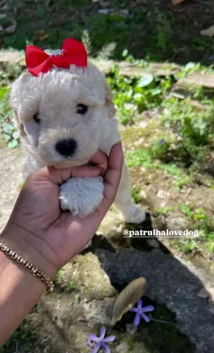 Poodles