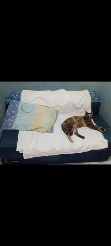 Sofa cama