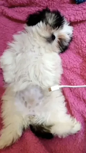 Filhotes de Shih Tzu | Filhotes cheios de carinho especial.