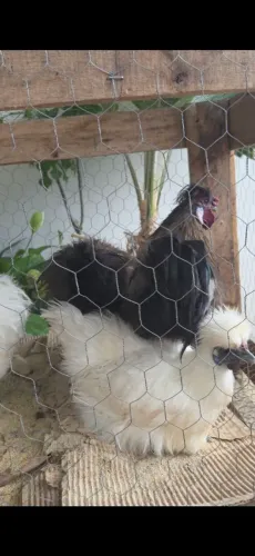 2machos e 4 matrizes de sedosa primeira postura