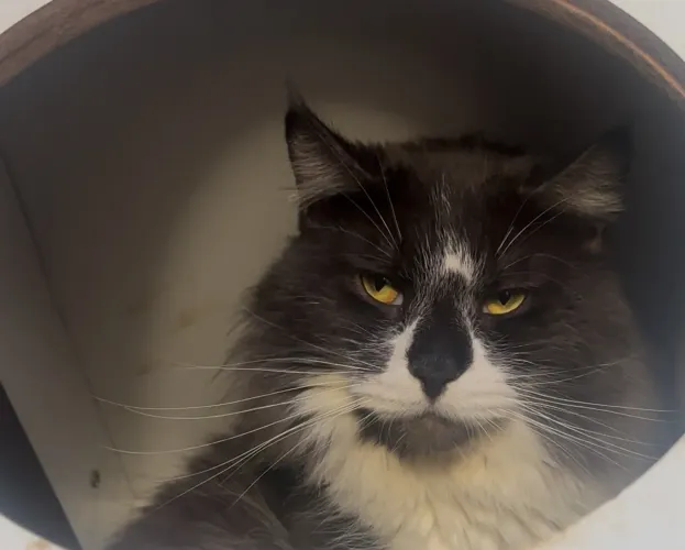 Doa se um Maine coon