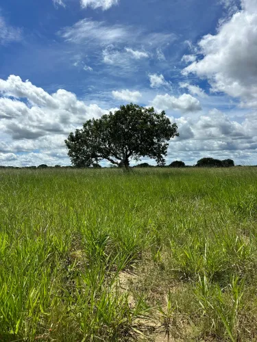 Vendo ou troco 11,5 alqueires por 250 mil reais