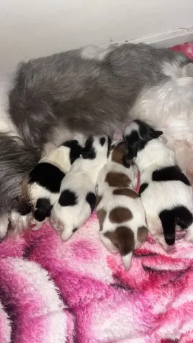 Filhote de shih Tzu