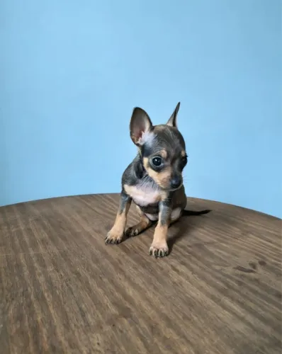 Filhotes de Pinscher