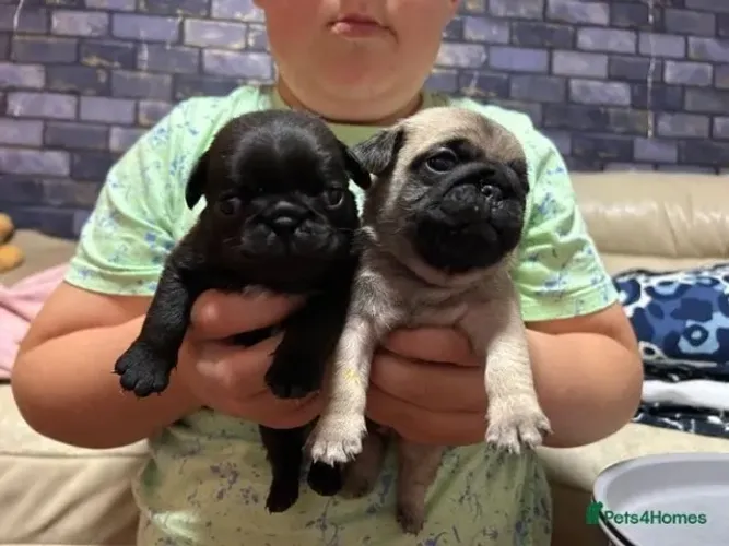 Cachorro filhote pug pelagem densa dócil e companheiro saudável
