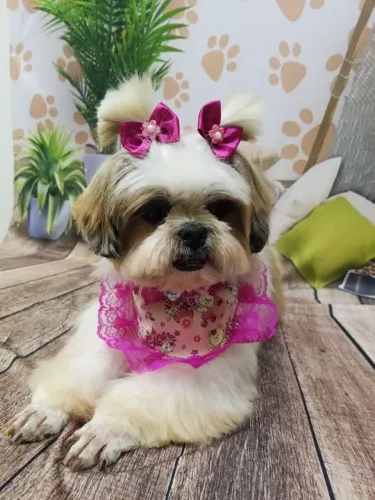 Shih Tzu adulta fêmea