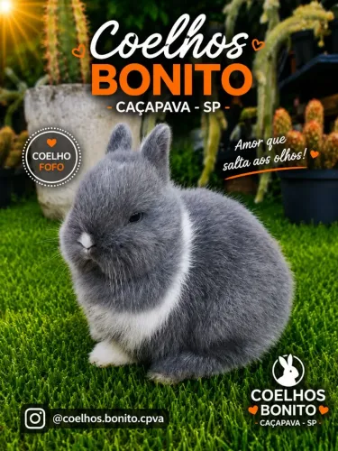 Coelho anão Dwarf bem pequenino