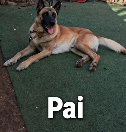 Filhote de Pastor malinoa cruza Pitbull