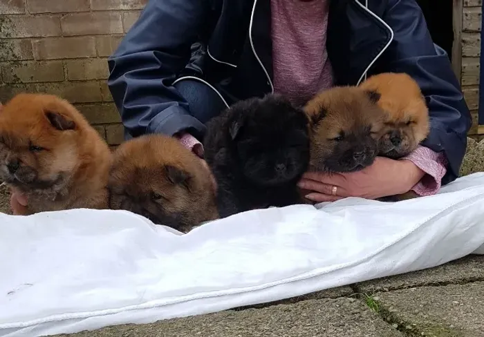 Chow Chow fofão - destaque total