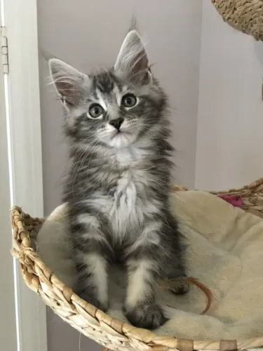 Filhotes de mainecoon disponíveis