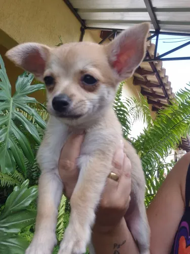 Chihuahua fêmea