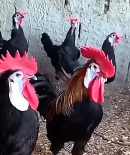 Ovos galados pintinhos franguinhos galos e galinha da raça espanhola cará de palhaço 