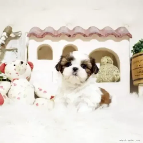 Baby shih tzu/shitzu super brincalhão e sociável de ótima genética dócil