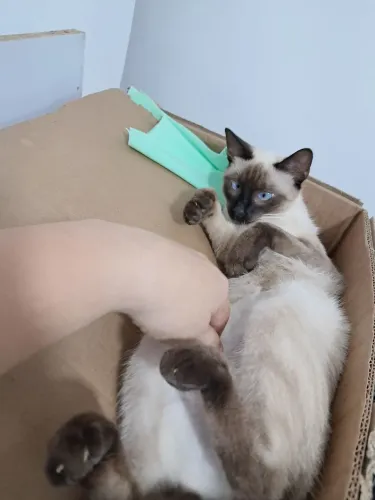 Gata siamês 