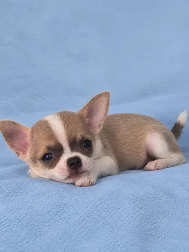 Chihuahua Pelo Curto