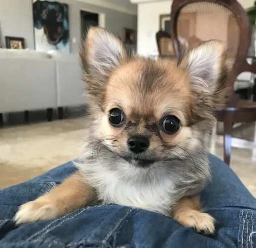 Chihuahua charmoso demais 