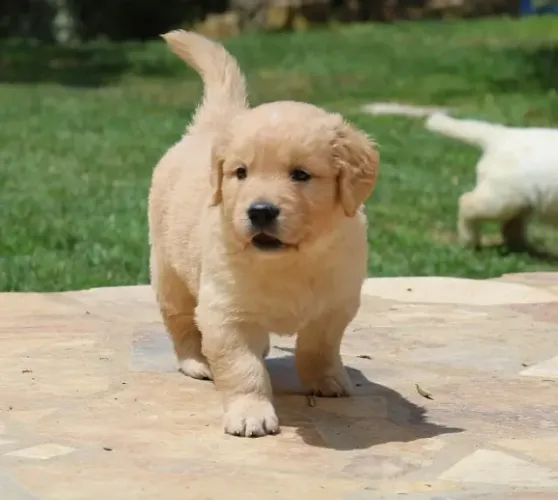 Pequena Golden com vacina importada, pedigree e carinho sem fim!