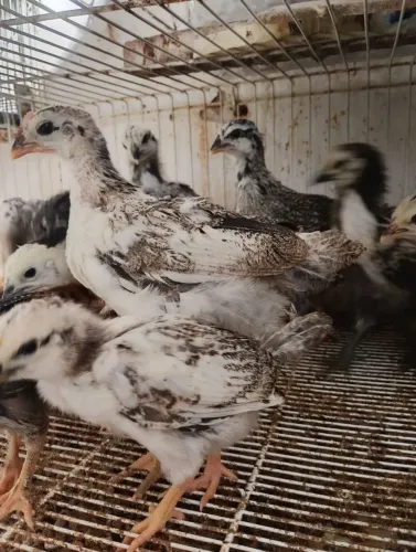 Pintinhos de galinha  caipira