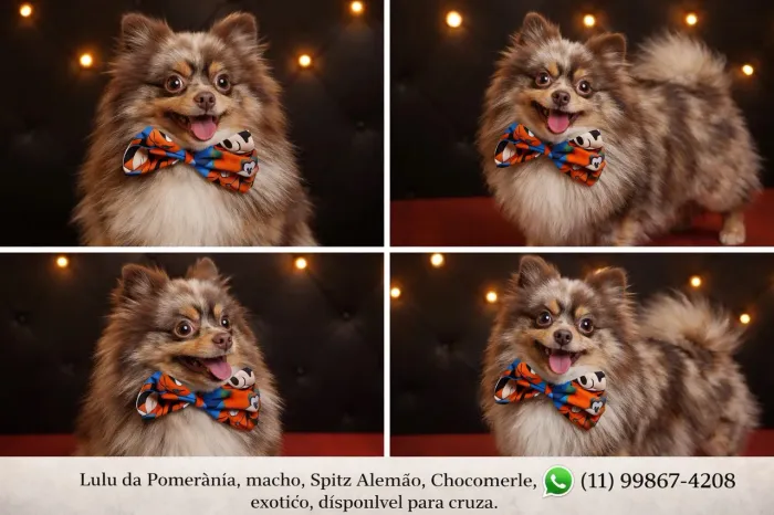 Lulu da Pomerania Chocomerle (Exótico) Disponível para Cruza / Padreador 