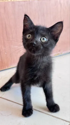 Gato