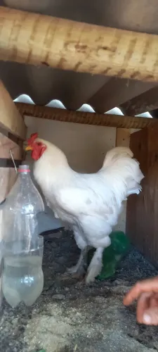 Galos Bhrama a venda otima genetica