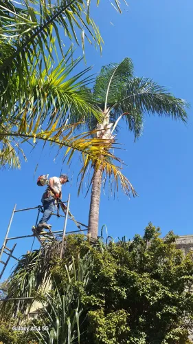 Poda e corte de árvores jardinagem em geral 