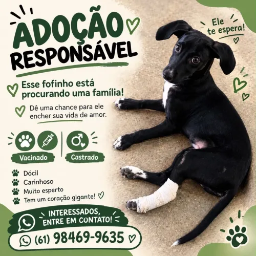 Cachorro para adoção