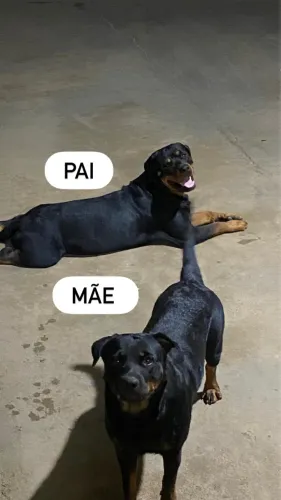 Filhotes de Rottweiler
