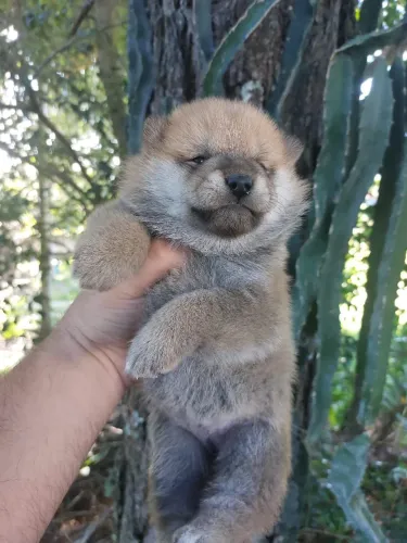 Shiba inu fêmea com pedigree cbkc 