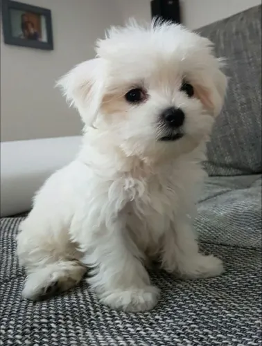 Filhote de Maltês o pequeno fofo que adora receber carinho